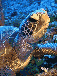 Resultado de imagen para GIFS ANIMADOS DE ANIMALITOS