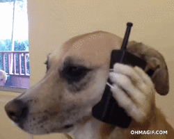 Гифка собака телефон перро гиф картинка, скачать gif на GIFER