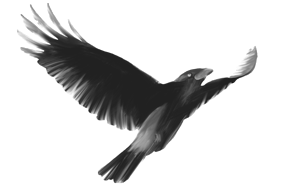 Crows GIF - Find on GIFER