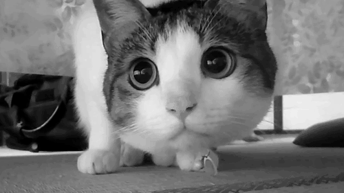 GIF gato chat tierno - GIF animado en GIFER - de Thoginn