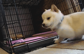 PpJW.gif