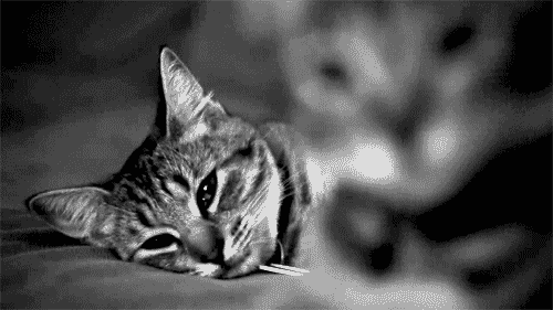Гиф картинка кот