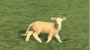 Lamb GIF - Find on GIFER