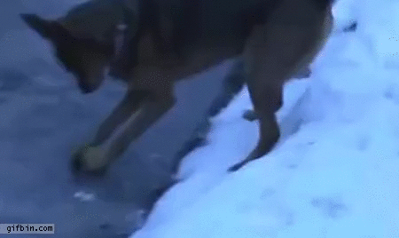 Dog dancing on ice. - GIFs - Imgur
