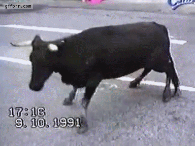 GIF bull animated GIF on GIFER