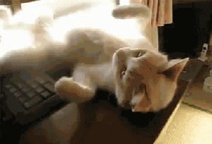 Roulant animaux chat GIF - Trouver sur GIFER