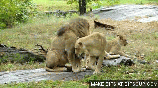 Cougar in heat gifs consider, that Cougar in heat gifs speaking, would