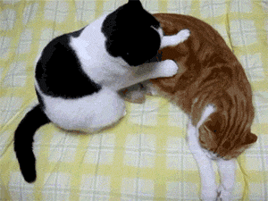 Cat Massage Gata Gif Find On Gifer