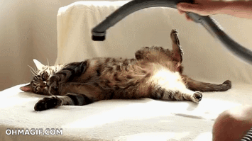 GIF chat chaton vide - GIF animé sur GIFER