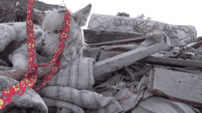 Dog animals rescue GIF Find on GIFER