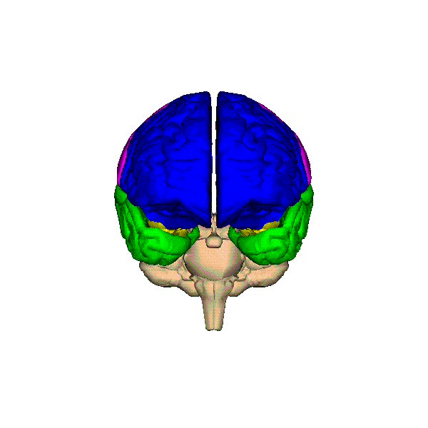 Cerveau brain GIF - Find on GIFER