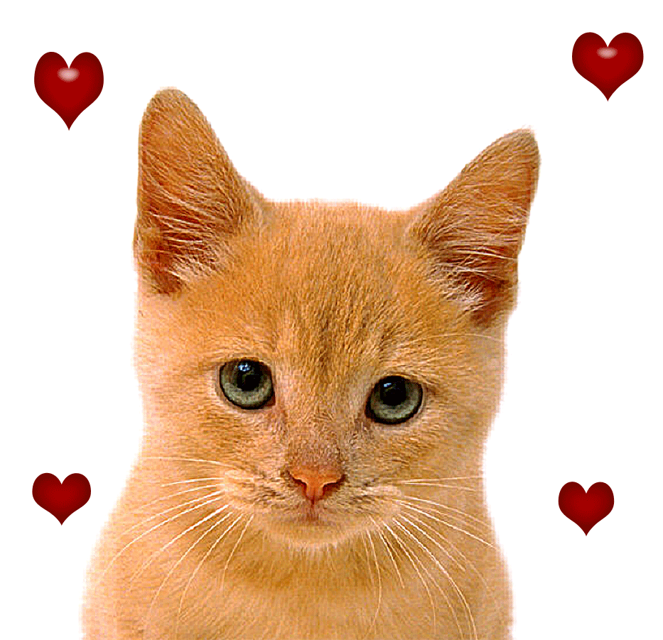 Анимации кошечки. Котики. Рыжий котенок с сердечком. Кот с сердечками. Котик с сердцем.