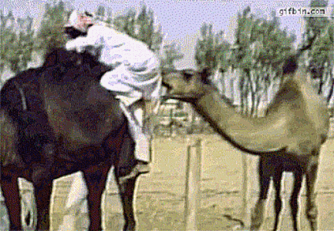 GIF camel - animated GIF on GIFER - by Rainmaster