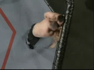QM6t.gif