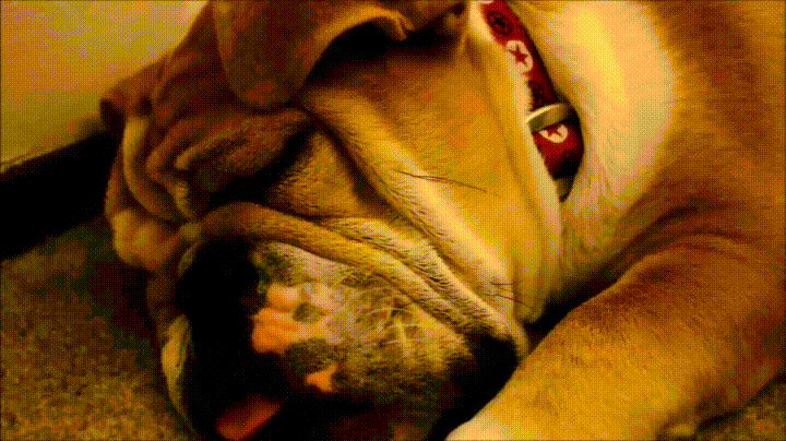 english bulldog snoring