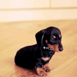 GIF #Cute #Dachshund #Sassy #Puppy, 2268458B – Rehost