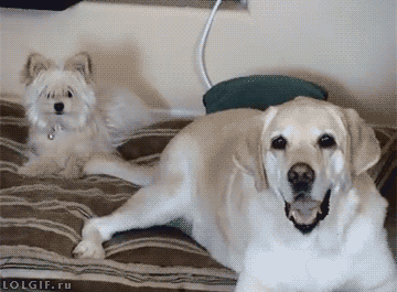 Wagging annoyed GIF on GIFER - by Milkis