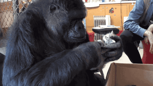 Image result for koko gorilla gif