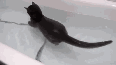 Chat chaton obsessionnel GIF - Trouver sur GIFER