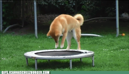 Animal Trampoline Gif Animal Trampoline Gif