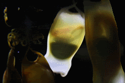 Shell Cases Gif Egg case GIF - Find on GIFER