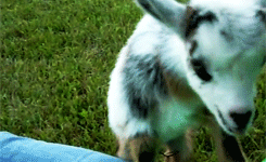 Animals baby grass GIF Find on GIFER