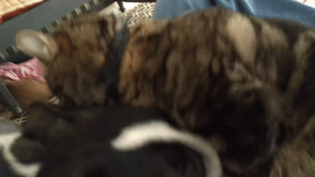 GIF chat chaton chien - GIF animé sur GIFER