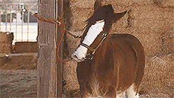 Shaken Pferd
