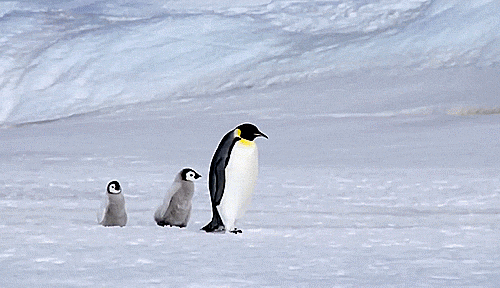 Image penguin club GIF on GIFER - by Kigajora