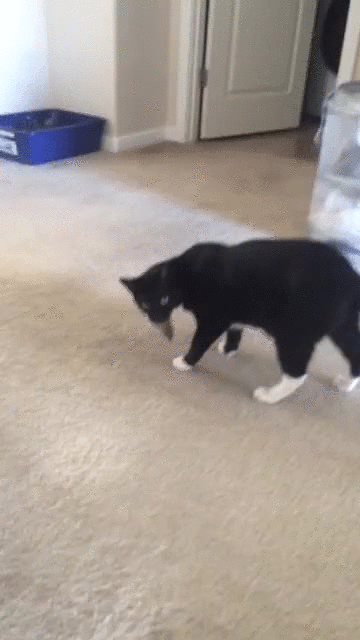 Гифка подарок котенок киска гиф картинка, скачать gif на GIFER