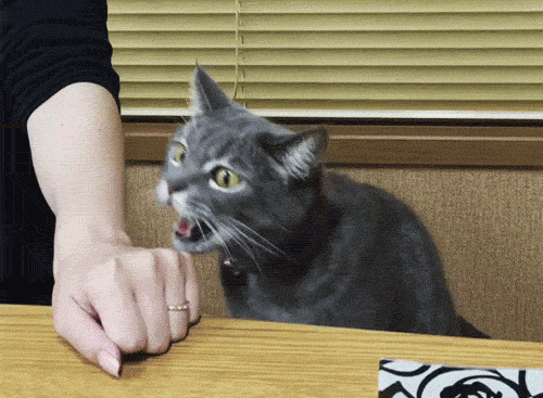 GIF angry angry cat cat - animated GIF on GIFER