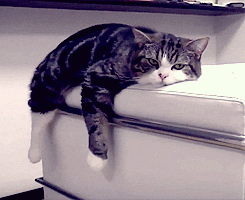 Гифка maru гиф картинка, скачать анимированный gif на GIFER от  Goldenredeemer