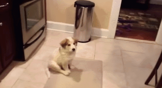 Dog Retch Gif Dog fetch GIF - Find on GIFER