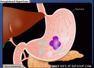 Estomac stomach GIF - Find on GIFER