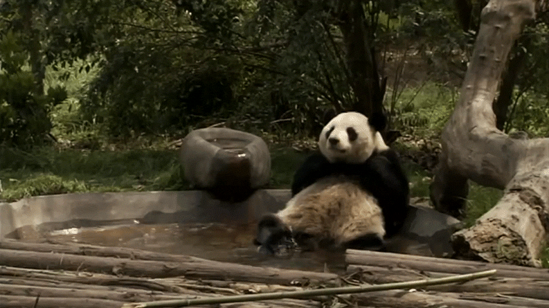 Панда gif. Смешная Панда гифка. Пандочка gif. Панда отдыхает.