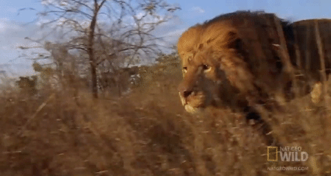 Angry National Geographic GIF by Nat Geo Wild - Find & Share on GIPHY