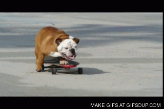 Animated Gif Dogs P Os Al Share Or Download Al S Viral Animated Gif Dogs P Os Al Share Or Download Al S Viral