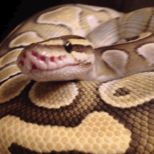 Гифка змея питомец домашнее животное гиф картинка, скачать gif на GIFER