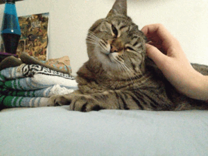 Котик мурлычет. Кот чешется гиф. Чесать гиф. Коту гладят живот. Чесать гиф.