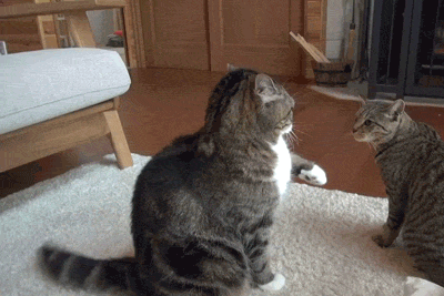 Goofy Cats Playful Cats Cute Cats Gif Find On Gifer