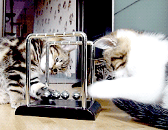 https://i.gifer.com/QqNl.gif