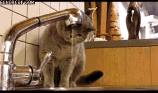 Кот открыл кран. Кот пьёт воду из под крана гиф. Гиф сушняк. Кот и кран с водой. Вода из крана gif.