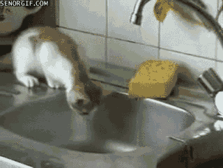 GIF trash can piège trappe - GIF animé sur GIFER