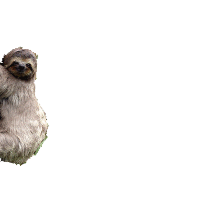 interesting sloth gif