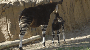 Funny animals nature GIF on GIFER - by Nalmelsa