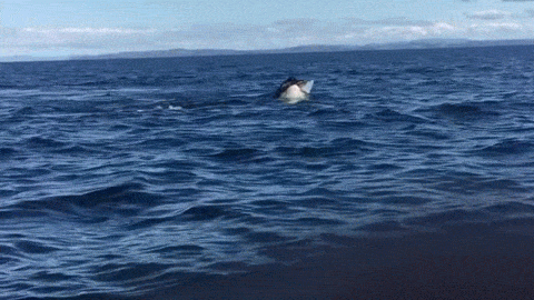 killer whale swimming gif