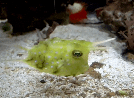 Long Horned Cowfish Sea Creatures Cute Animals Animals