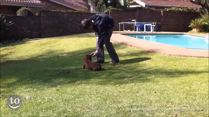 Fetch GIF - Find on GIFER