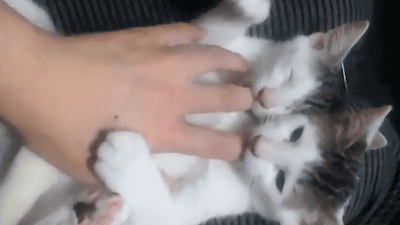 Animal Photography Chaton Gatinho Gif Find On Gifer Animal Photography Chaton Gatinho Gif Find On Gifer
