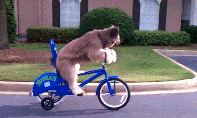 Mindwarp Cool Hund Gif Find On Gifer